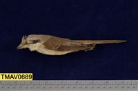 藏品(灰頭紅尾伯勞)的圖片